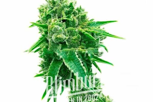 NYC Diesel Regulär (Blimburn Seeds) – offizielles Produktbild