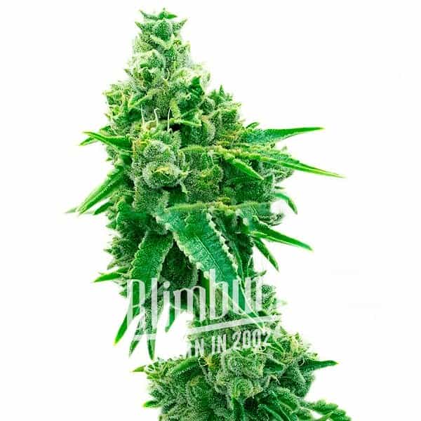 NYC Diesel Regulär (Blimburn Seeds) – offizielles Produktbild
