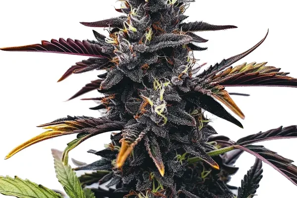 Narkosis (Blimburn Seeds) – offizielles Produktbild