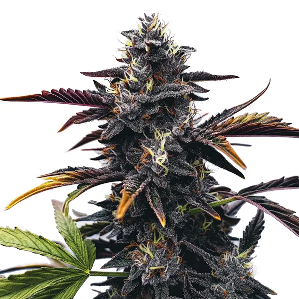 Narkosis (Blimburn Seeds) – offizielles Produktbild