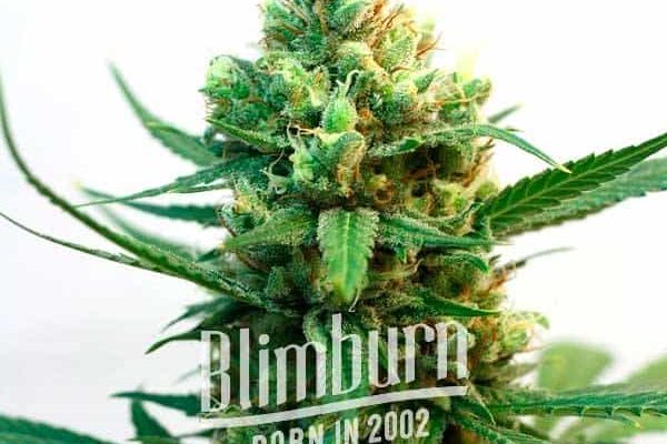 Nemesis (Blimburn Seeds) – offizielles Produktbild