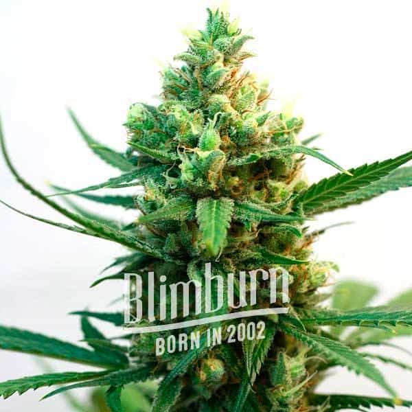 Nemesis (Blimburn Seeds) – offizielles Produktbild
