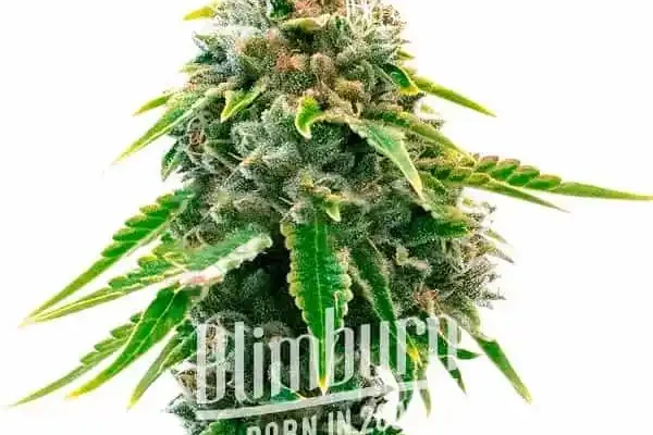 Neville Haze Auto (Blimburn Seeds) – offizielles Produktbild