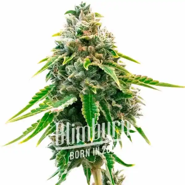 Neville Haze Auto (Blimburn Seeds) – offizielles Produktbild