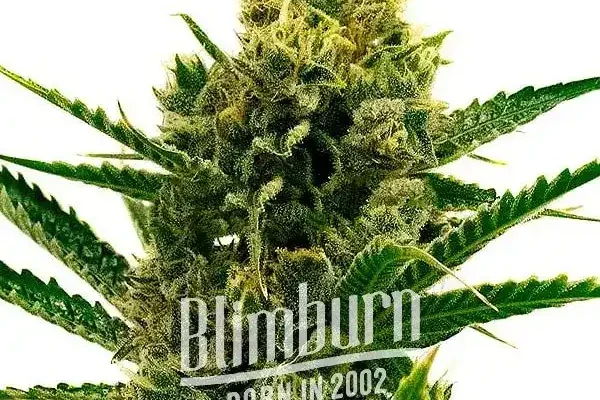 Nicole Kush (Blimburn Seeds) – offizielles Produktbild