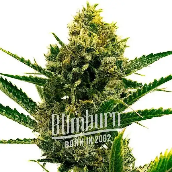 Nicole Kush (Blimburn Seeds) – offizielles Produktbild