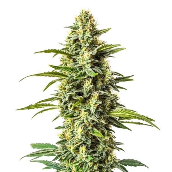 Northern Critical (Blimburn Seeds) – offizielles Produktbild