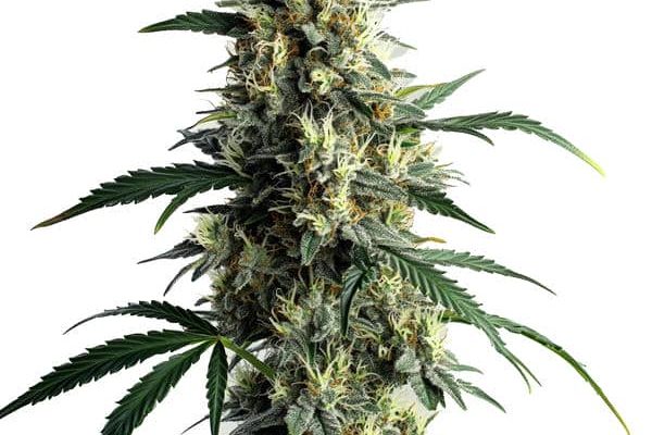 Northern Lights #10 (Blimburn Seeds) – offizielles Produktbild