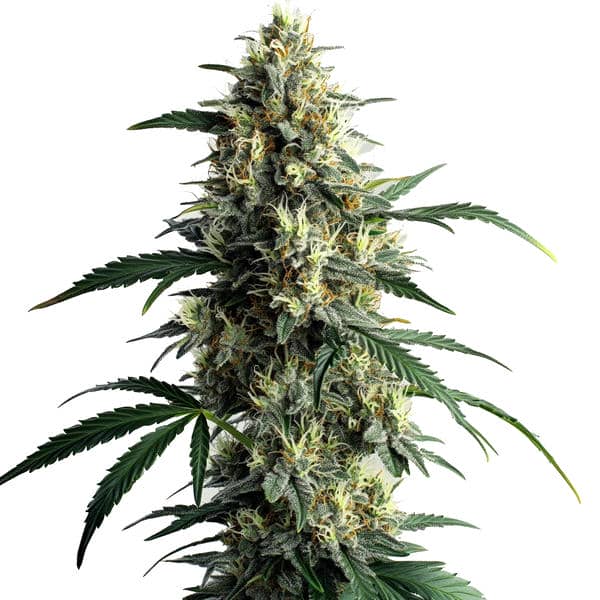 Northern Lights #10 (Blimburn Seeds) – offizielles Produktbild