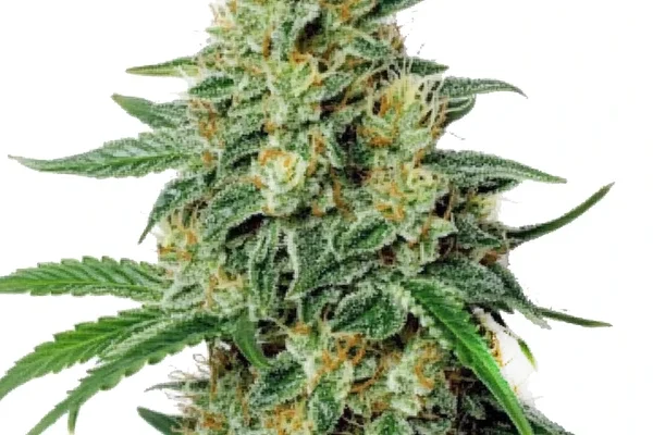 Northern Lights #5 x Amnesia Haze (Blimburn Seeds) – offizielles Produktbild