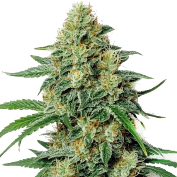 Northern Lights #5 x Amnesia Haze (Blimburn Seeds) – offizielles Produktbild