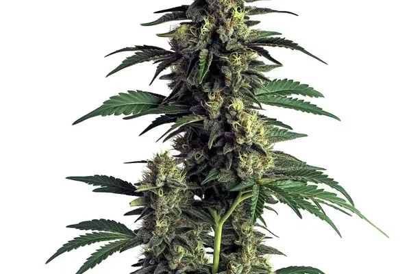 Northern Lights (Blimburn Seeds) – offizielles Produktbild