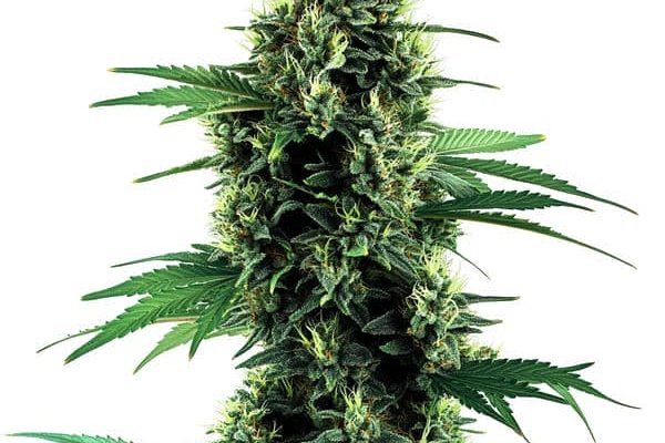 Northern Lights Auto (Blimburn Seeds) – offizielles Produktbild