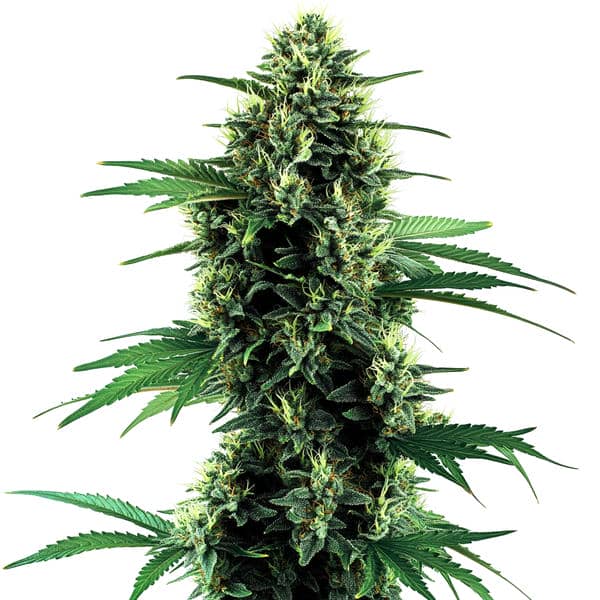 Northern Lights Auto (Blimburn Seeds) – offizielles Produktbild