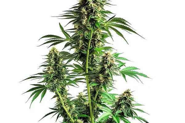 Northern Lights Auto F1 (Blimburn Seeds) – offizielles Produktbild