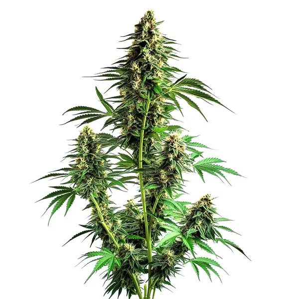 Northern Lights Auto F1 (Blimburn Seeds) – offizielles Produktbild