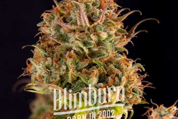 Northern Lights Kush Schnellversion (Blimburn Seeds) – offizielles Produktbild