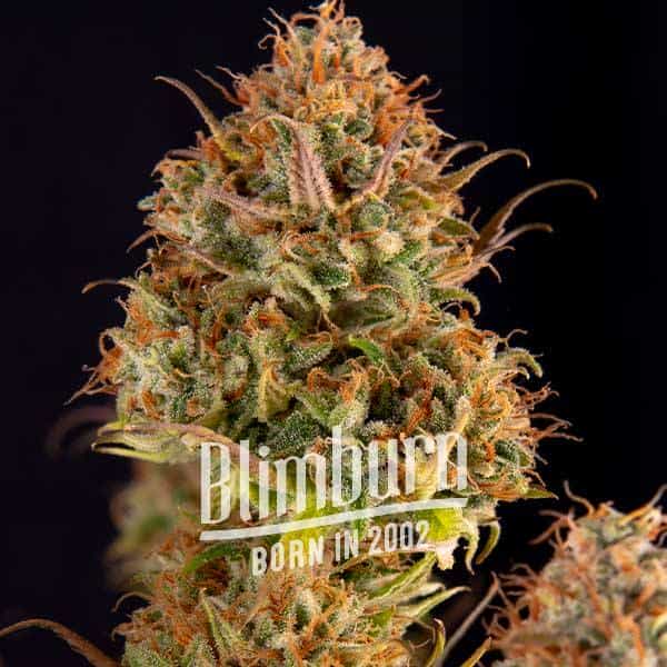Northern Lights Kush Schnellversion (Blimburn Seeds) – offizielles Produktbild