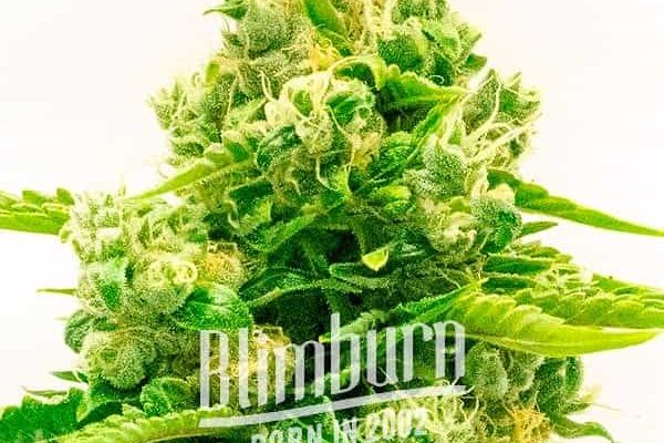 Northern Lights Mazar Auto (Blimburn Seeds) – offizielles Produktbild
