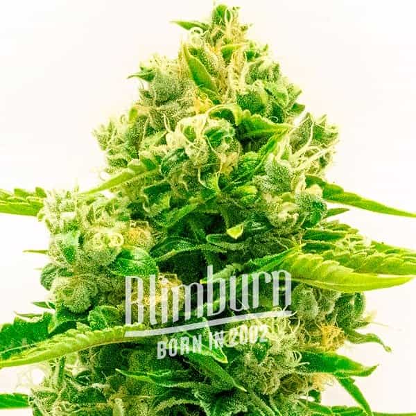 Northern Lights Mazar Auto (Blimburn Seeds) – offizielles Produktbild