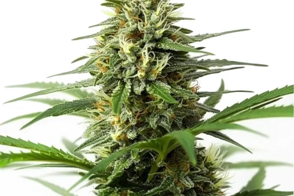 Northern Lights x Big Bud Auto (Blimburn Seeds) – offizielles Produktbild