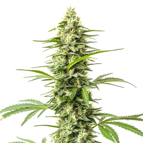 Northern Lights x Do-Si-Dos (Blimburn Seeds) – offizielles Produktbild