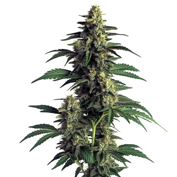 Northern Lights (Blimburn Seeds) – offizielles Produktbild
