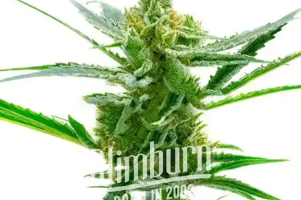 Northern Lights x Blueberry Auto (Blimburn Seeds) – offizielles Produktbild