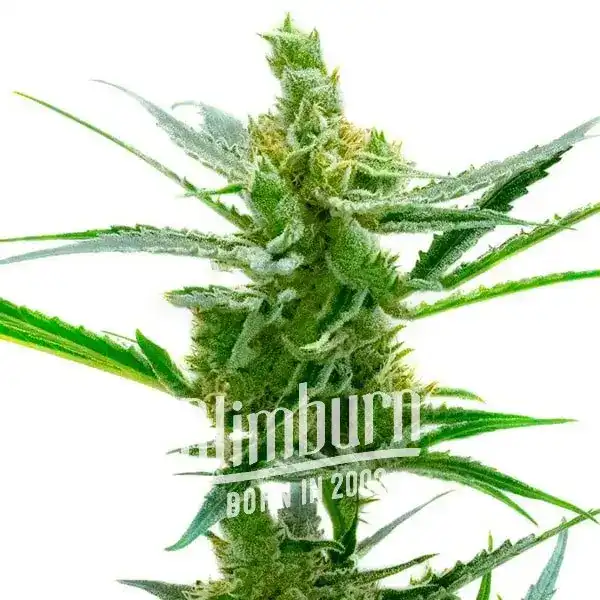 Northern Lights x Blueberry Auto (Blimburn Seeds) – offizielles Produktbild