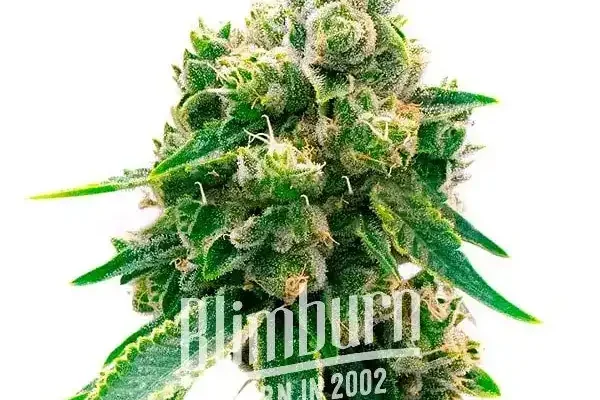 Northern Lights x Cinderella 99 (Blimburn Seeds) – offizielles Produktbild