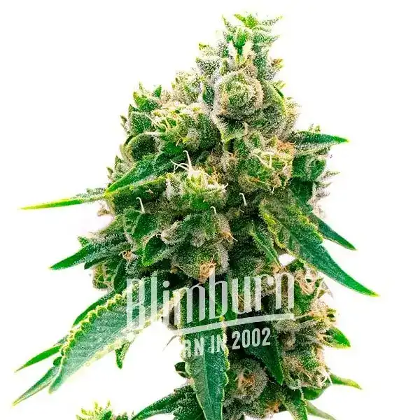 Northern Lights x Cinderella 99 (Blimburn Seeds) – offizielles Produktbild