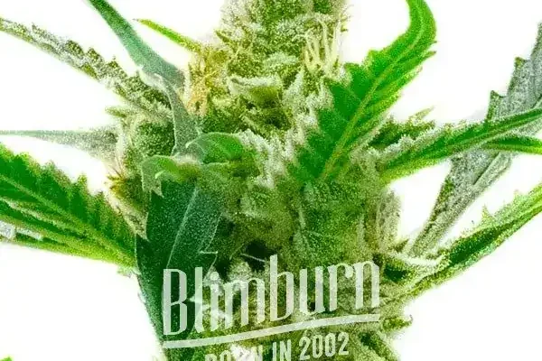 Northern Lights x Cream Auto (Blimburn Seeds) – offizielles Produktbild