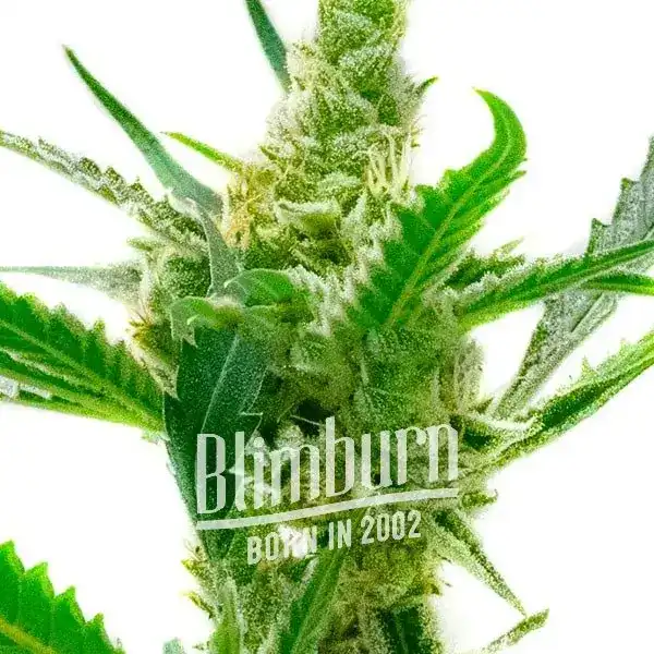 Northern Lights x Cream Auto (Blimburn Seeds) – offizielles Produktbild
