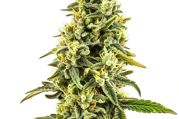 CBD OG Kush (1:15) (Blimburn Seeds) – offizielles Produktbild