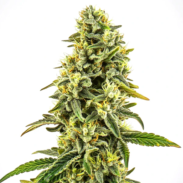 CBD OG Kush (1:15) (Blimburn Seeds) – offizielles Produktbild