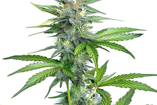 OG Kush Schnellversion (Blimburn Seeds) – offizielles Produktbild