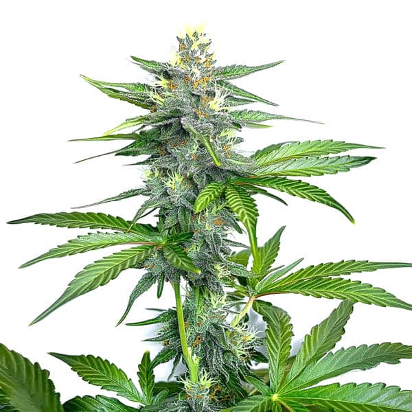 OG Kush Schnellversion (Blimburn Seeds) – offizielles Produktbild