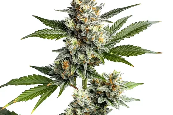OG Kush Regulär (Blimburn Seeds) – offizielles Produktbild