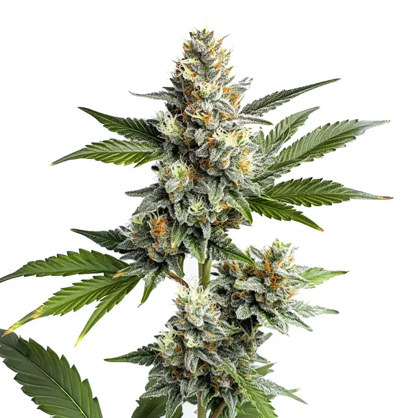 OG Kush Regulär (Blimburn Seeds) – offizielles Produktbild