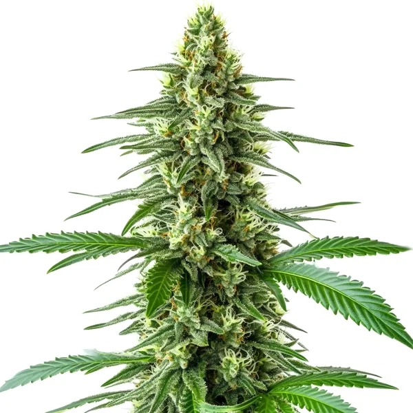 OG Kush x Amnesia (Blimburn Seeds) – offizielles Produktbild
