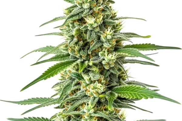 OG Kush x Mazar (Blimburn Seeds) – offizielles Produktbild