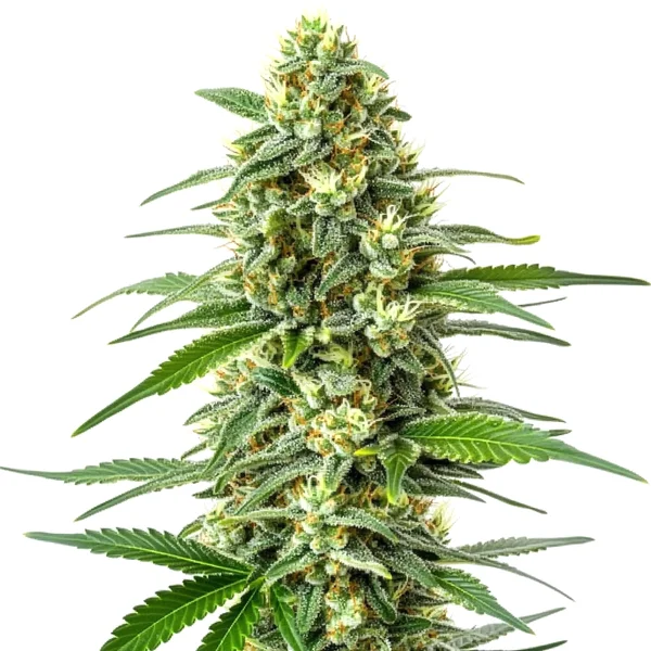 OG Kush x Mazar (Blimburn Seeds) – offizielles Produktbild