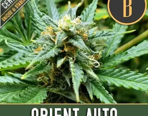 Orient Auto (Blimburn Seeds) – offizielles Produktbild