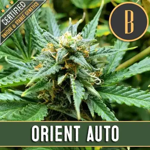 Orient Auto (Blimburn Seeds) – offizielles Produktbild