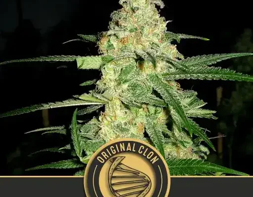 Original Clon (Blimburn Seeds) – offizielles Produktbild