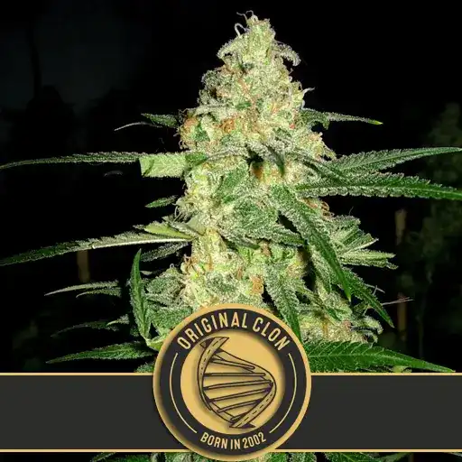 Original Clon (Blimburn Seeds) – offizielles Produktbild