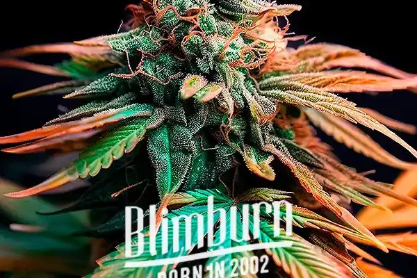 Orange Cake (Blimburn Seeds) – offizielles Produktbild