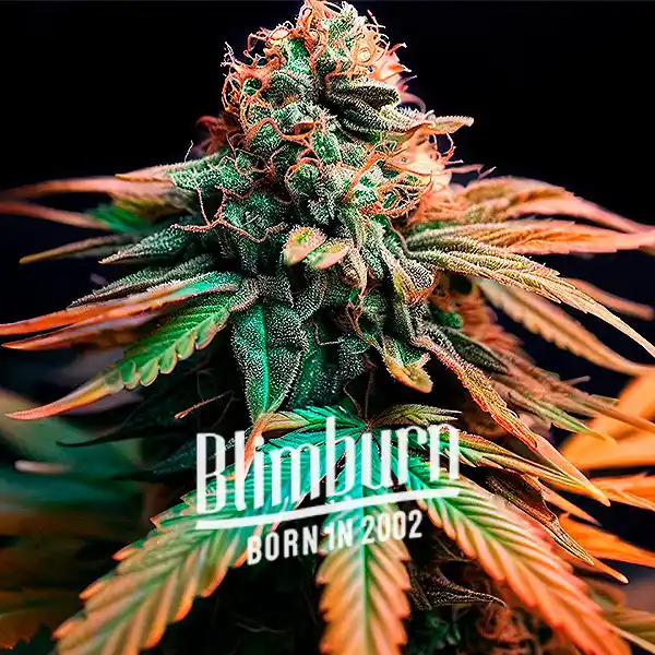 Orange Cake (Blimburn Seeds) – offizielles Produktbild