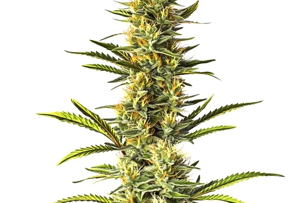 Orange Cream (Blimburn Seeds) – offizielles Produktbild