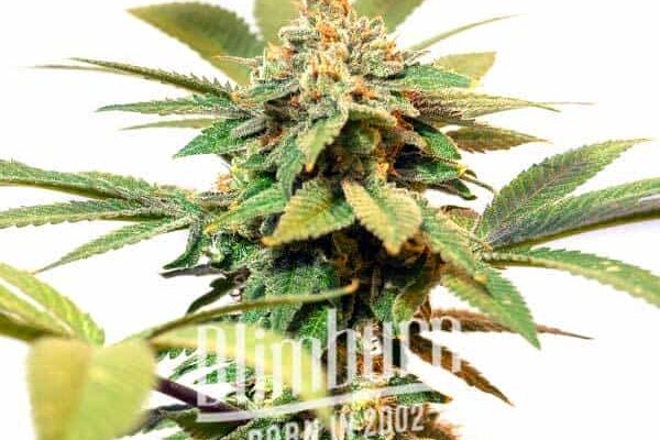 Orange Cream Auto (Blimburn Seeds) – offizielles Produktbild